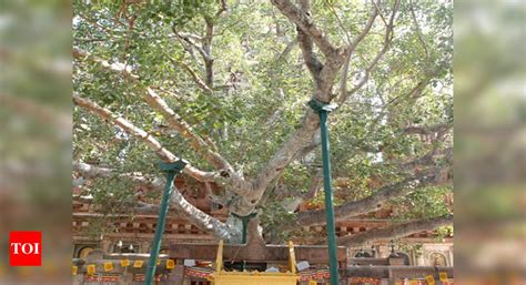 Year Old Mahabodhi Tree Fine Leaf Shedding Natural Forest Body