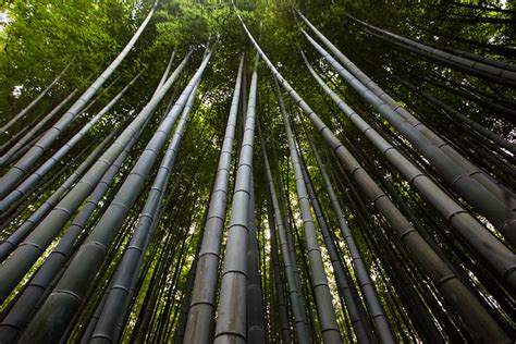 Jonnybaker The Bamboo Grove Japan 4