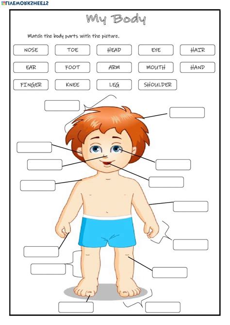 Part Of The Body Worksheet For Kindergarten