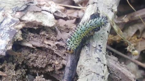 Caterpillar With Black Spikes Youtube