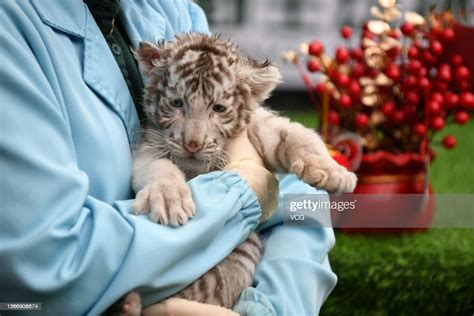 Newborn Twin White Tiger Cub Makes Debut At The Chimelong Safari Park