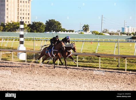 Two Jockeys Take Their Horses Around The Track At Gulfstream Park