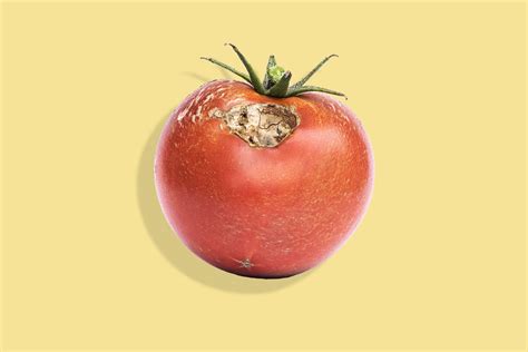 Is It Safe To Eat A Bruised Or Moldy Tomato Eatingwell