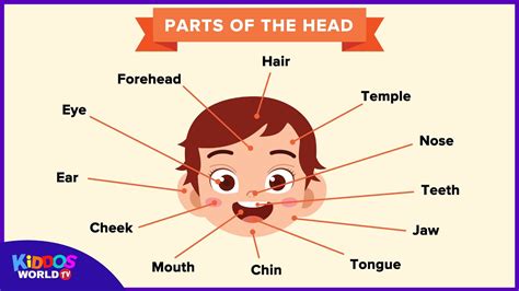 Parts Of The Head For Kids Learning Parts Of The Face Names Youtube