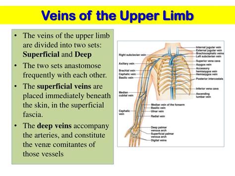 Ppt Vascular Anatomy Of The Upper Limb Powerpoint Presentation Id