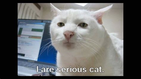 「anime memes try not to laugh #4」kawaii girls doing cute things | anime memes compilation ® if you have a copyright, copyright related issue anime memes are some of the spiciest content out there! try not to laugh | maxresdefault.jpg | Cats, Serious cat, Cat memes