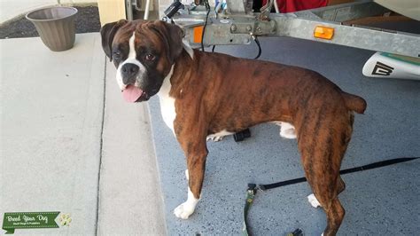 Reverse Brindle Boxer Stud Stud Dog In New Mexico Spain Breed Your Dog