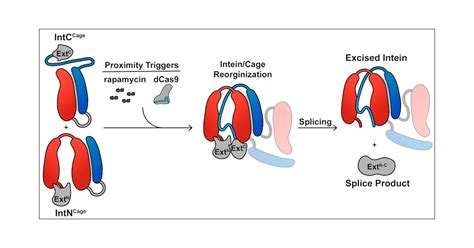Proximity Induced Splicing Utilizing Caged Split Inteins Journal Of
