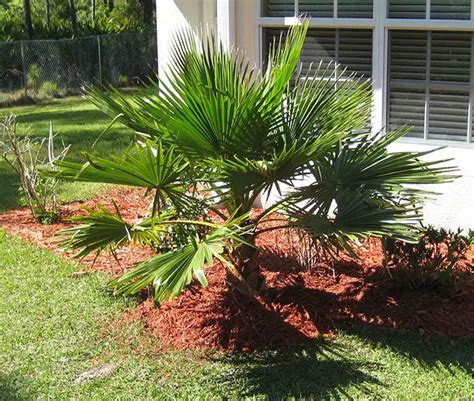 Transplanting Palm Tree From A Container Into The Ground