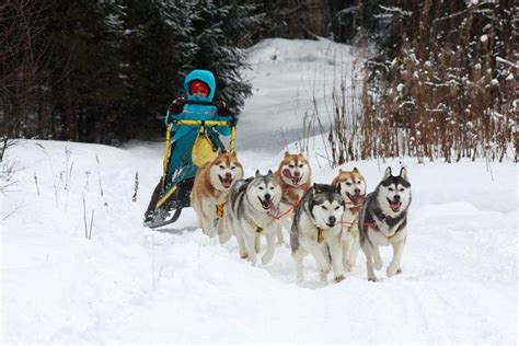 2024 Dog Sledding Near Moscow Provided By Top Step Travel