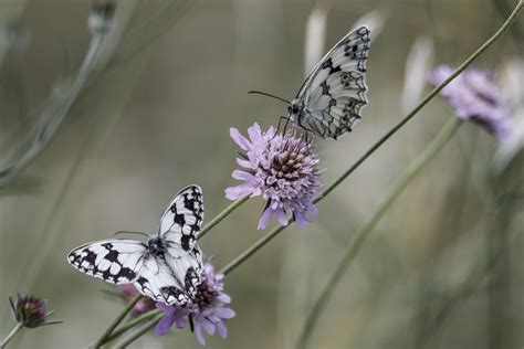 X Resolution Two Black And White Butterflies On Purple Petaled