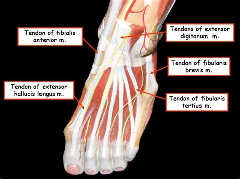 GSU Muscles Of The Leg And Foot Flashcards Easy Notecards