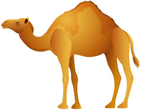 Camel Transparent Background 12893812 Png