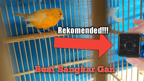 Dari kebutuhan tersebut, kamu bisa menentukan kualitas kamera web yang ingin kamu beli. Kamera yang Bagus untuk Merekam Burung dalam Sangkar (Recommended) - YouTube
