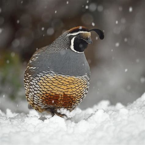 A California Quail Braves The Falling Snow To Search For Food The