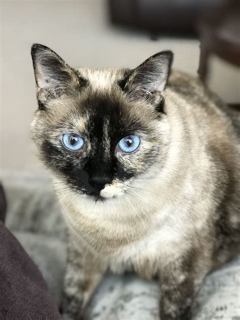 Seal Point Siamese Cats Hypoallergenic