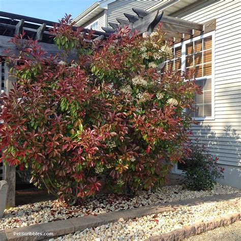 Red Tip Photinia Is One Of My Favorite Evergreens Red Tip Photinia