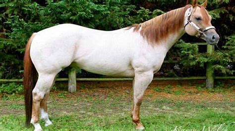 Red Dun Roan American Quarter Horse Karen Welch Photography Stable