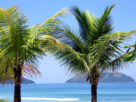 Free Palm Tree Beach Stock Photo
