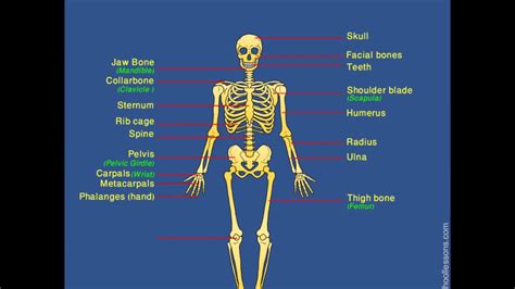 The skeleton is the central structure of the body and is made up of bones, joints and cartilage. Skeletal System | Human Skeleton | Label Human Skeleton ...