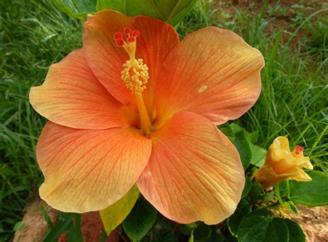 Bunga ini memiliki beberapa macam jenis, namun ada 5 jenis yang paling populer seperti lady mary baring, bougainvillea pultonii, bougainvillea elizabeth angus, bougainvillea easter parade, dan bougainvillea red. Greenfingers: Seri si Bunga Raya