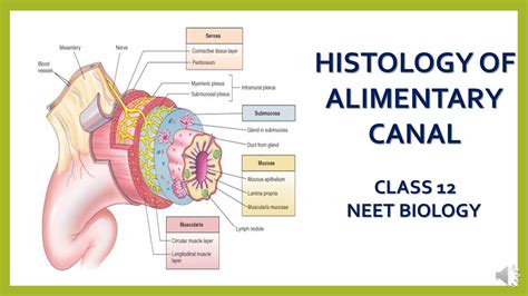 Histology Of Alimentary Canal Digestion And Absorption Class Neet