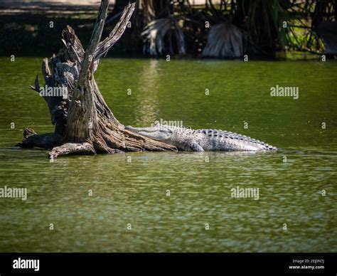 Alligator With Tree Stock Photo Alamy