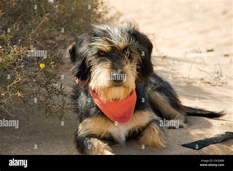 Very Attractive Long Haired Terrier Dog Sitting On Sandy Beach Looking