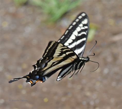 Pale Swallowtail Papilio Eurymedon Taken At Circle X Ran Flickr