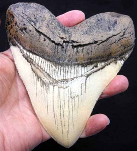 Buy 55 Inch Megalodon Carcharodon Megalodon Tooth Ivory Color With