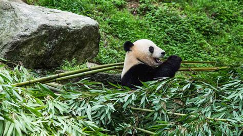 Live A Virtual Encounter With The Giant Pandas Ep 2 Cgtn