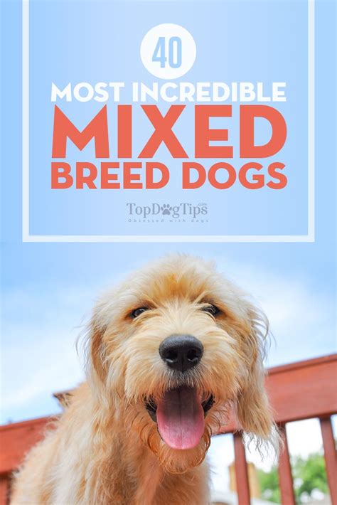 40 Most Incredible Mixed Breed Dogs You Havent Heard Of