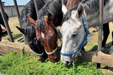 Things Every New Horse Owner Should Know About Feeding Time