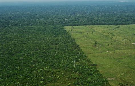 What Would Happen If We Lost Amazon Rainforest To The Brazilian Forest