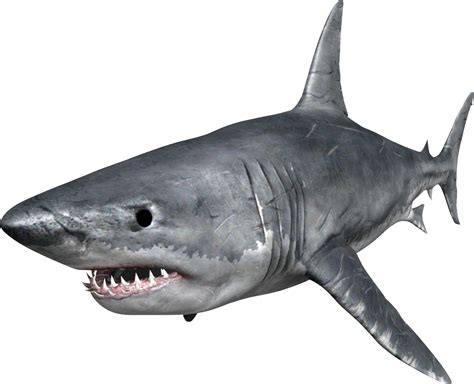 Shark Png Transparent Image Download Size 1170x949px