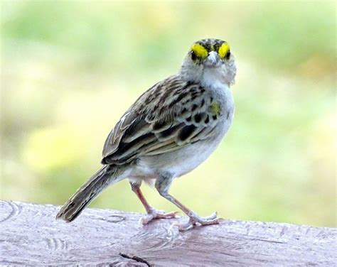 Yellow Browed Sparrow Ammodramus Aurifrons By Barloventomagico Bird