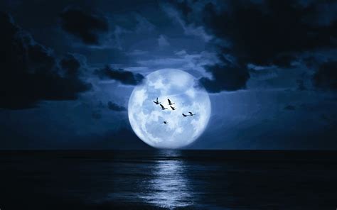 Very Big Moon Birds Sea Clouds Dark Wallpaper Hd