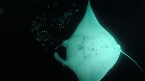 How Do Manta Rays Reproduce Manta Ray Advocates Hawaii