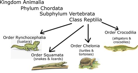 Reptiles Evolution And Ecology Study Guide Inspirit