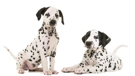 We are an exclusive online puppy shop. Dalmatian Puppies: Cute Pictures And Facts - DogTime