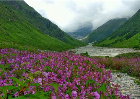 Uttarakhands Valley Of Flowers Opens For Tourists Travel Trade Journal