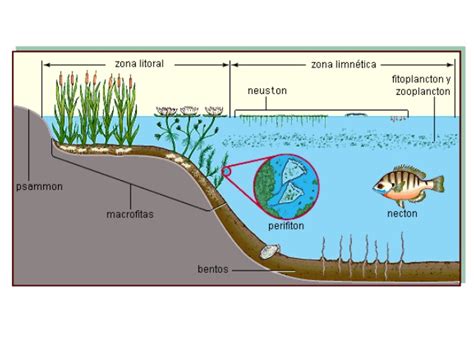 Rincon Cientifico: LOS ECOSISTEMAS