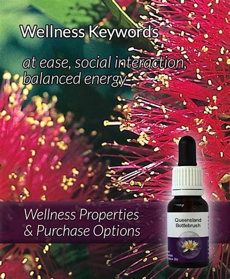 Queensland Bottlebrush Australian Flower Essences And Massage Creams Living Essences
