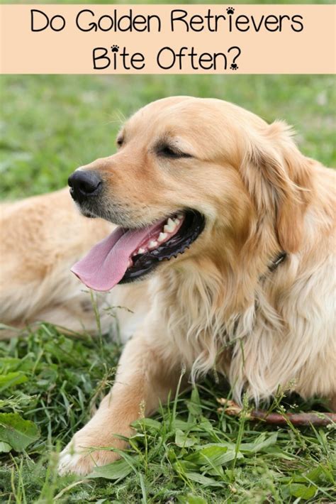 I'm a little overwhelmed with all the choices. Dog Bites and the Golden Retriever - DogVills