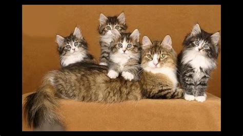 Norwegian Forest Cat And Kittens History Of The