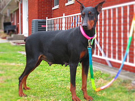 Have a white background from sire side. Doberman Pinscher Breeder & Puppies for Sale in Ohio ...