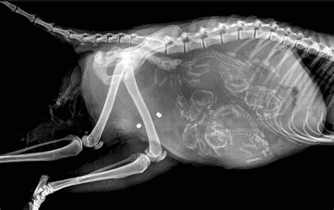 16 X Rays Of Pregnant Animals That Will Make You Say Oh My God