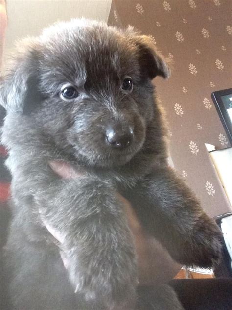Their parents are both akc registered, they make for females only. Solid blue German shepherd puppies ready now | Blackpool ...