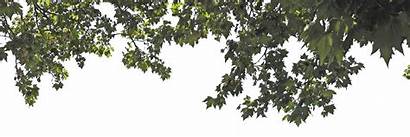 Tree Overhang Overhanging Leaves Trees Transparent Deviantart