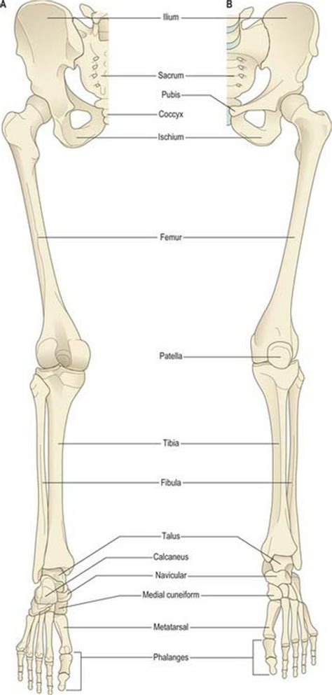 The human skeletal system functions include giving the body with structure, flexibility, protection and to provide attachments for muscles, to produce movement. Lower Leg Bone Diagram / 11 Best Images of Blank Skeletal System Worksheet ... / Preventing acl ...